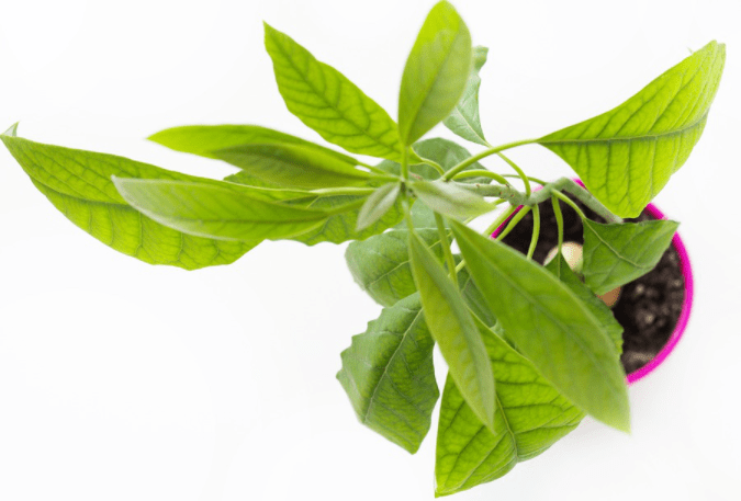 planta